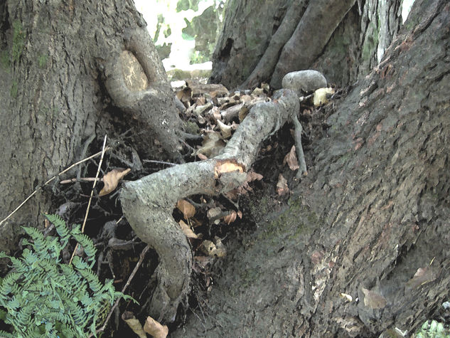 MUERTE EN EL ARBOL Otros Otros Otros