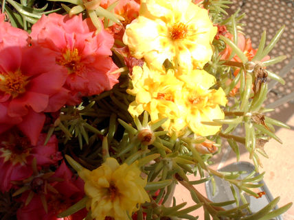 Rosa y amarillo 82
