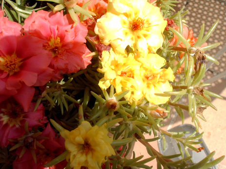Rosa y amarillo 82