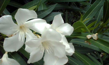 BLANCAS