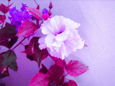 Lilas 66