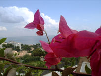 Las flores de la bahia