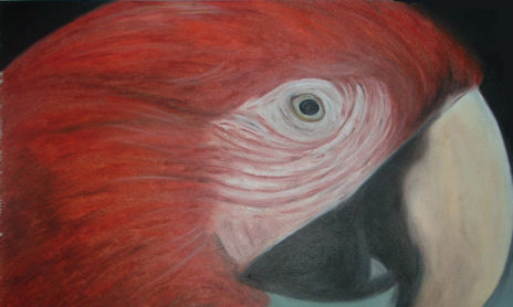 Animales