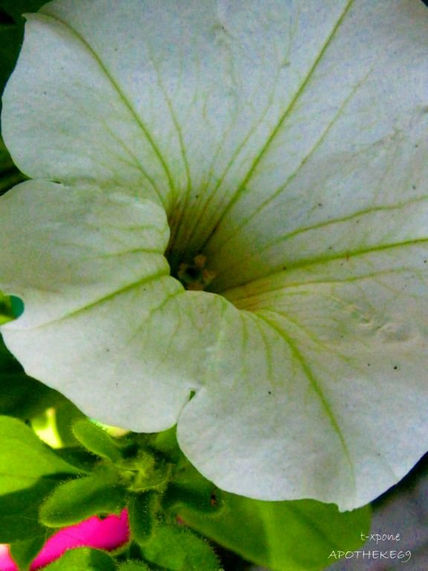 Macro.
