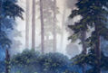 "Este es mi bosque"