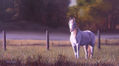 El Caballo Blanco