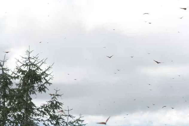 El vuelo de la monarca