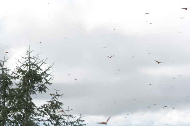 El vuelo de la monarca Nature Color (Digital)