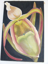 Orquídea 6