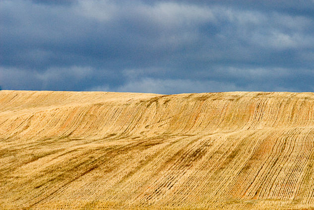 Campos de Soria Naturaleza Color (Digital)