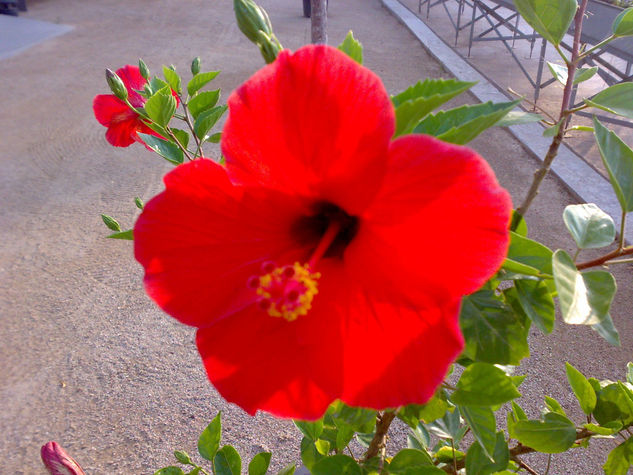 flower 