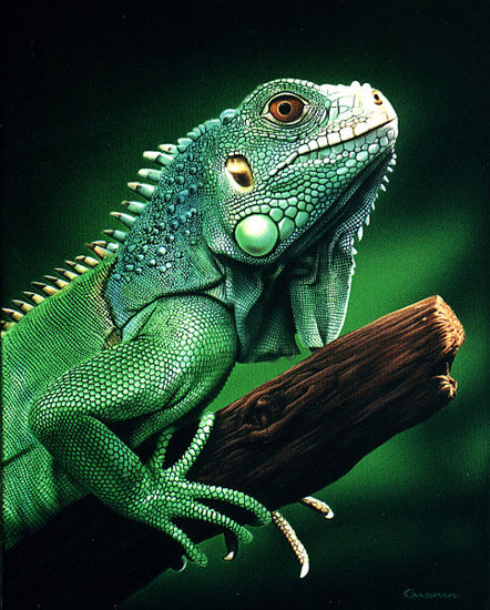 Iguana Oil Canvas