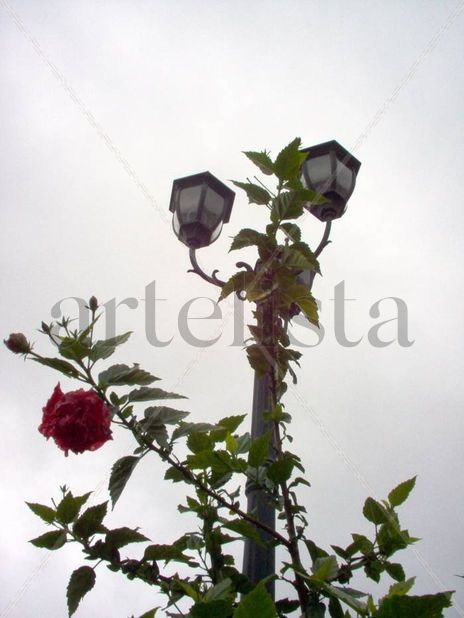Flora y Arquitectura