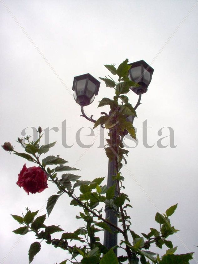 Flora y Arquitectura