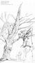 Fantasies Nadalenques - dibujo