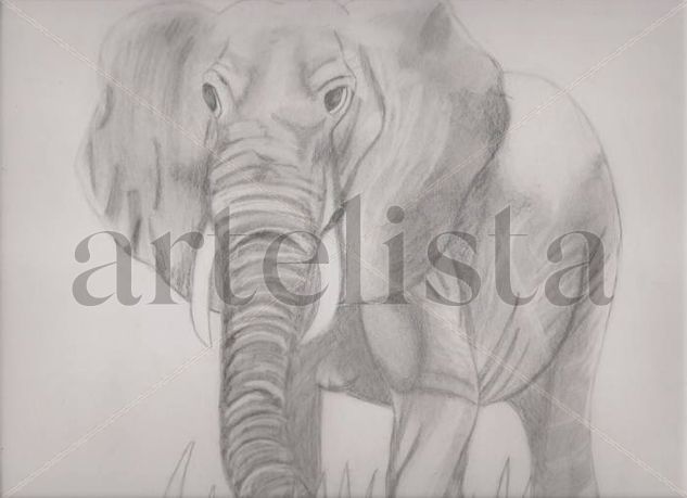 Elephant Graphite