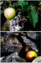 Breve historia de una manzana