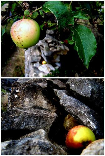 Breve historia de una manzana 