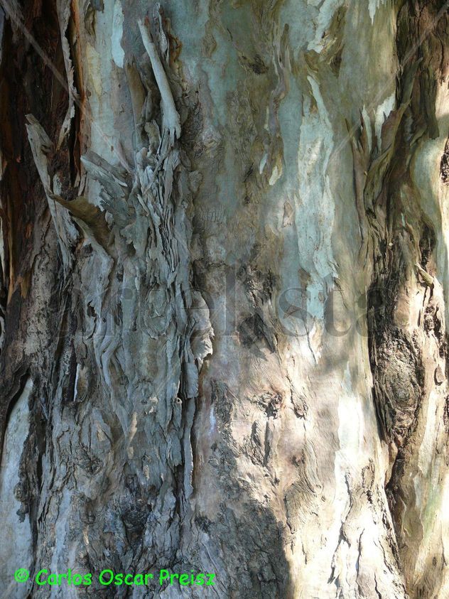 CORTEZA DE ARBOL