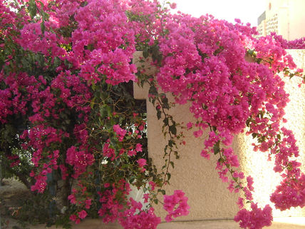 Flores