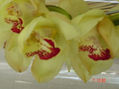 orquidea