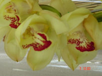 Orquidea