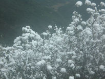 Algodones de nieve