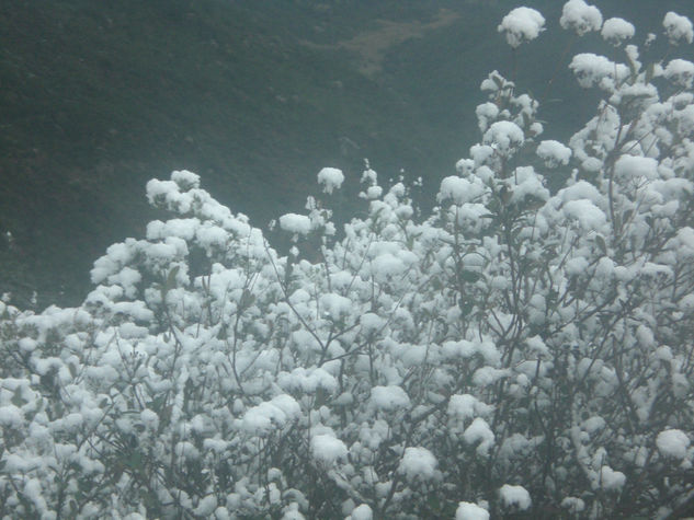 Algodones de nieve Naturaleza Color (Digital)