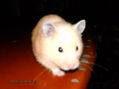 mascota