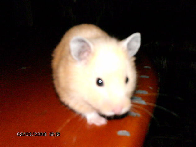 mascota