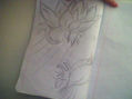 nufar