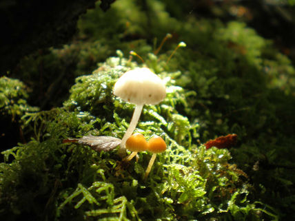 Hongos