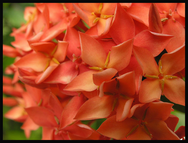 flores de verano 