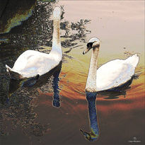 Cisnes