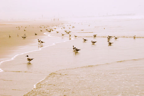 Gaviotas
