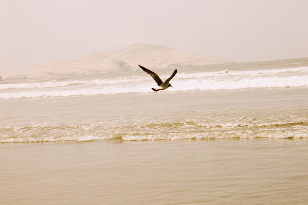 El vuelo de la Gaviota 