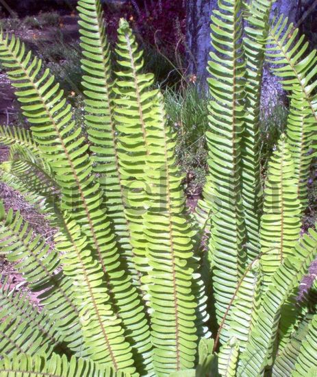 Cola de Quetzal Óleo Lienzo Paisaje