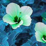 Naturaleza thumbnail 2