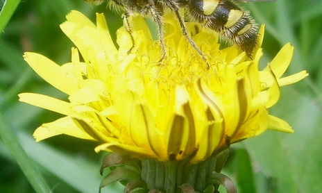 Insectos