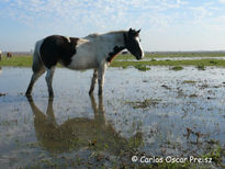 Reflejos 6