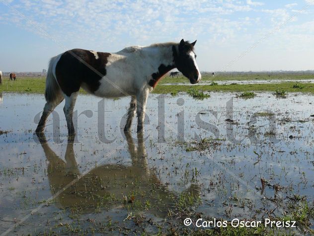 REFLEJOS 6