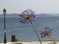 Flores y farola