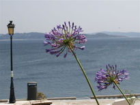 Flores y farola