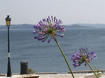 Flores y farola