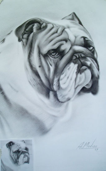 Killer (campeón de España de bulldog inglés) Óleo Papel Retrato