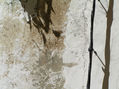 Pared