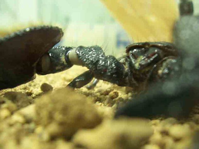 escorpion