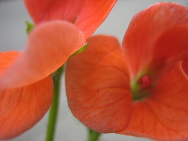 en detalle