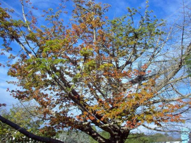 Ceiba