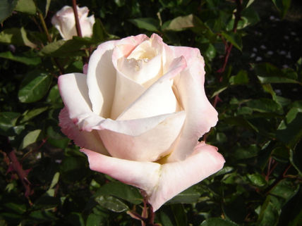 Bicolor